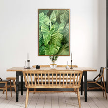 Load image into Gallery viewer, Philodendron Giganteum

