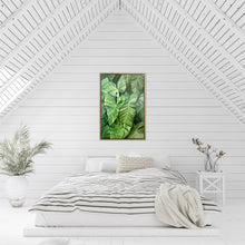 Load image into Gallery viewer, Philodendron Giganteum
